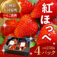 大河原町のいちご 完熟いちご 4パック 果物 フルーツ 苺 紅ほっぺ かおり みずみずしい ジューシー 期間限定 季節限定 いちご 小分け