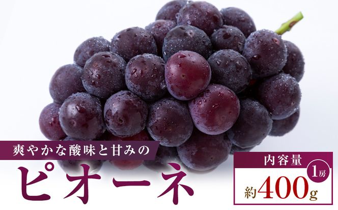 【お試し用】ピオーネ　約400g 372013_T006-805J