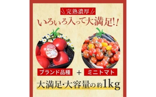 完熟トマト食べ比べセット約1kg 3種類のトマト 美味しさ選別 ｜とまと トマト 減農薬 野菜 やさい 人気 新鮮 産地直送 直売 フルーツトマト 甘い 高糖度 完熟 リコピン ビタミン ダイエット 美容 美肌 愛知県 美浜町 ※2026年1月上旬～5月下旬頃に順次発送
