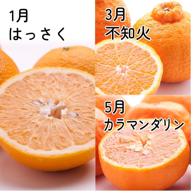 【定期便】厳選 柑橘定期便 M 6回（奇数月）※北海道・沖縄・離島への配送不可※奇数月に発送