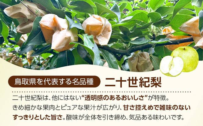 1262.【2026年度発送先行予約】数量限定　二十世紀梨　5kg 313726_CS005