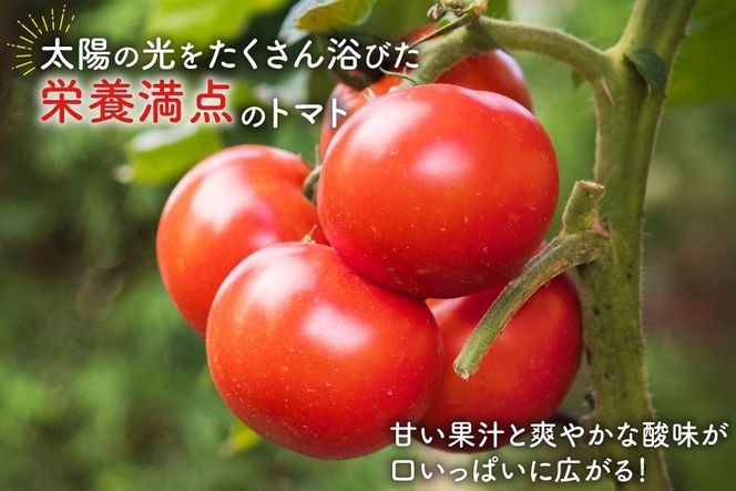 【期間限定発送】波乗り トマト とまたん 4kg (20個入) [サンフレッシュ小泉農園 宮城県 気仙沼市 20564139] 野菜 とまと 国産 夏野菜 やさい さっぱり サラダ サッパリ 新鮮 甘い カプレーゼ リコピン