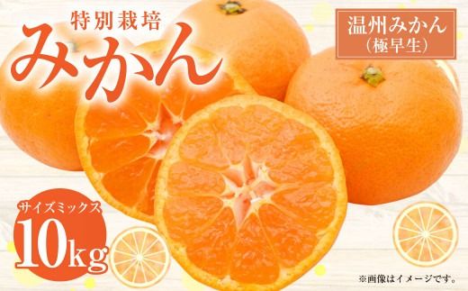 【先行受付】 特別栽培みかん（極早生） 10kg サイズミックス 極早生みかん 温州みかん みかん ミカン 蜜柑 フルーツ 柑橘 果物 果実 熊本県 上天草市【2026年9月下旬から10月下旬発送開始】