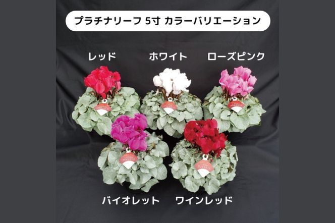 【先行予約】【長谷川園芸】オリジナル品種 シクラメン プラチナリーフ ５寸 ホワイト 【冬のギフト  フラワーギフト クリスマス 鉢花】(AT102)