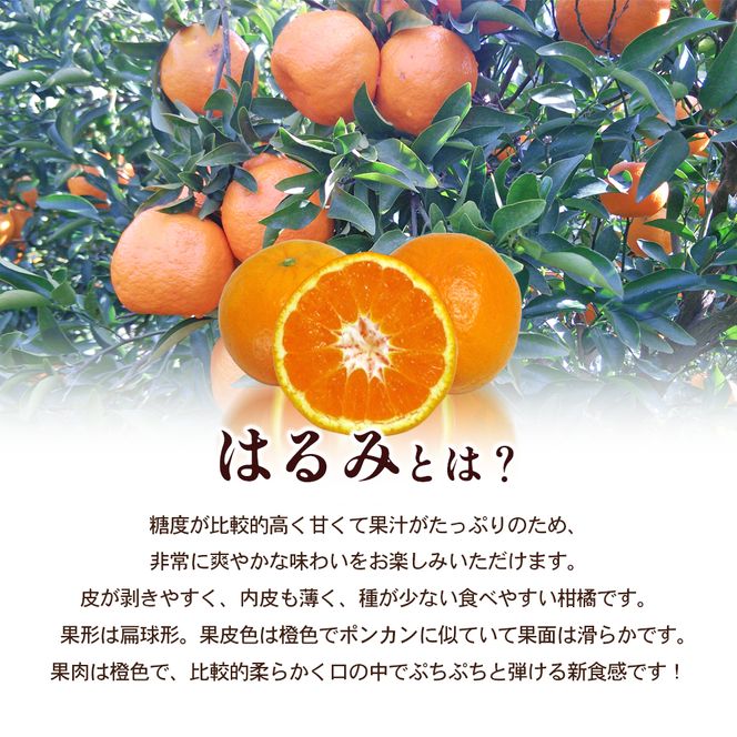 【 小豆島 】小豆島 はるみみかん 約2kg 蜜柑 みかん ミカン はるみ 果物 フルーツ 国産 くだもの 国産 香川 香川県 土庄 土庄町
