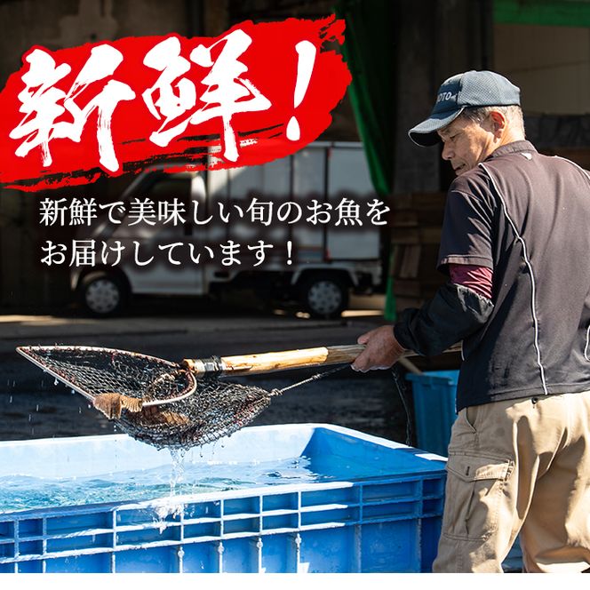 鹿児島県阿久根産 天然きびなごのお刺身(計160尾・40尾×4パック)国産 魚介 魚貝 海産物 鮮魚 冷蔵配送 キビナゴ 海鮮丼 食品 セット 詰め合わせ 水産加工品【濱崎魚類】akn023-02
