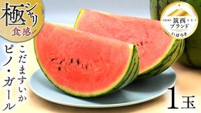 【 JA北つくば 】 極シャリ食感 ！ こだますいか 「 ピノ・ガール 」 1玉 2026年産 小玉すいか 小玉 すいか スイカ 果物 フルーツ ピノガール 西瓜 くだもの デザート 茨城 [AE058ci]