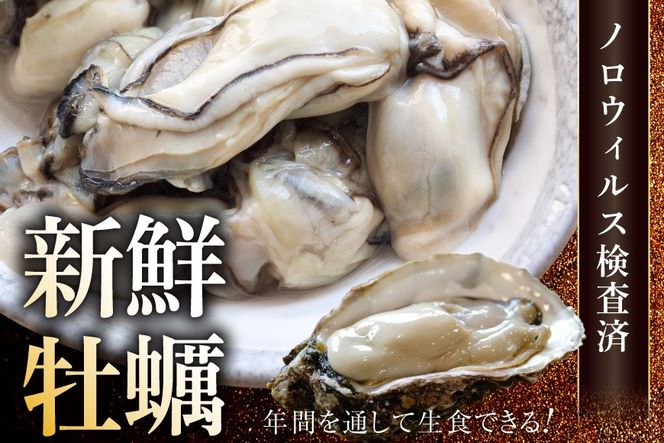 【期間限定発送】 牡蠣 (約15‐25個入) 500g×1p むき身 生食用 [住喜水産 宮城県 気仙沼市 20566374] 期間限定 冷蔵 新鮮 濃厚 真牡蠣 カキ かき 生牡蠣 魚貝類 生牡蠣 貝 海鮮 魚介類 なべ カキフライ 牡蠣ご飯 魚介