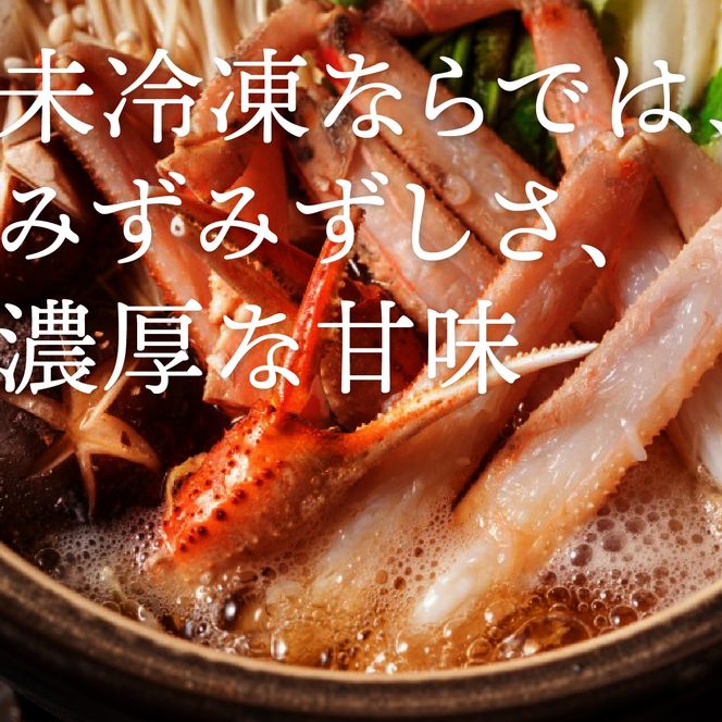 1063.【2026年12月発送】鳥取県産 特撰 親がに 姿【セコガニ】（なま）150g　8杯 313726_BS059