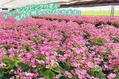 【先行受付9月より発送 数量･期間限定】鉢花 ベゴニア・ラブミー 5号鉢×2鉢【鉢花 ふるさと納税 敬老の日ギフト ベゴニア】(H069115)