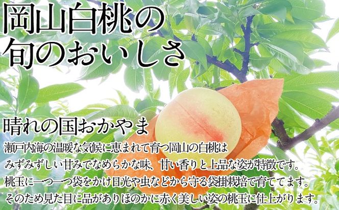 桃 2026年 先行予約 岡山の白桃 300g以上×6玉 白桃 旬 みずみずしい 晴れの国 おかやま 岡山県産 フルーツ王国 果物王国 デザート 岡山の桃 旬の桃 