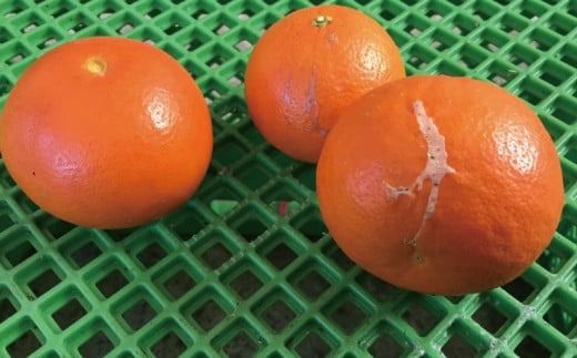 訳あり品 サイズ混合 ご家庭用 岡農園のセミノール9kg【2026年3月下旬から4月下旬までに順次発送】 / セミノール わけあり 訳あり 家庭用 みかん 蜜柑 数量限定 ミカン【mok004B】