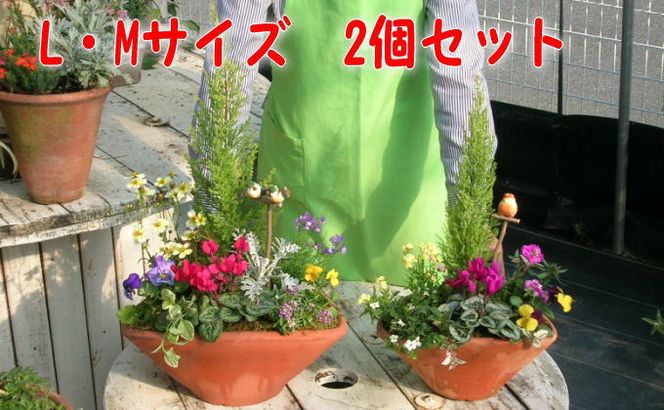 植木 寄植え 可愛いお花畑の寄せ植え L・Mサイズ 2個セット 配送不可 北海道 沖縄 離島 植物 