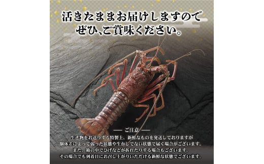 11月直送便 土佐獲れ 活伊勢海老 約700g（２尾～４尾） 天然 エビ　えび 伊勢エビ 海鮮 お刺身 刺し身 丸焼き しゃぶしゃぶ 故郷納税 ふるさとのうぜい 返礼品【株式会社とさもん】 [BQAE104]