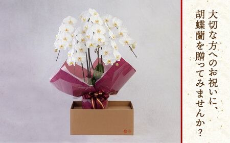 大輪 胡蝶蘭 ( 白 / 5本立ち ) 糸島市 / 平野園芸 花 生花 [AMI001] 胡蝶蘭 蘭 生花 花 ギフト 贈り物 お祝い 大輪 白 ギフト 祝 開店祝い