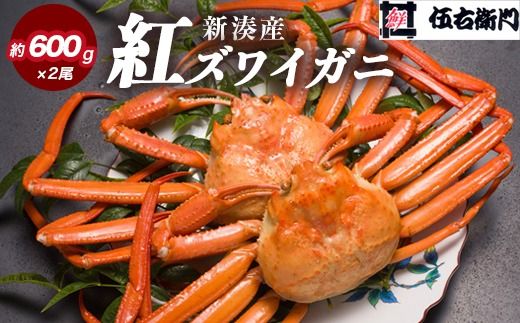 【伍右衛門】新湊産紅ズワイガニ約600g×2尾｜ずわい蟹 ずわいガニ ズワイガニ ※離島への配送不可 ※2025年10月上旬～2026年3月下旬頃 ※発送まで1か月以上かかる場合があります。