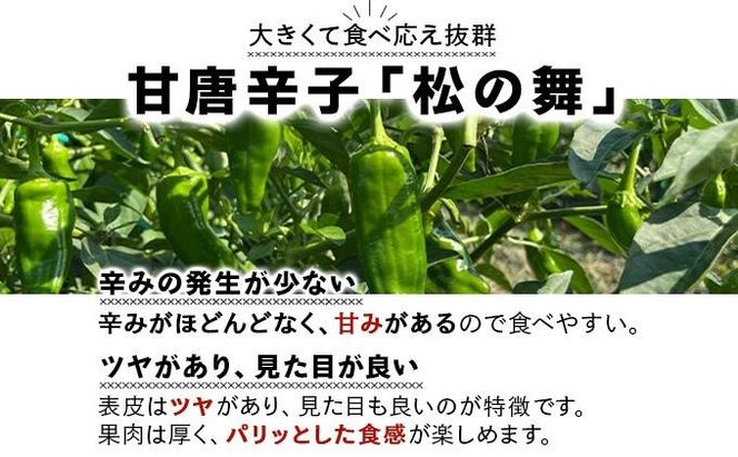 ＜先行予約＞北海道伊達産 大滝農園 甘唐辛子「松の舞」・ピーマン セット 約計2kg 野菜