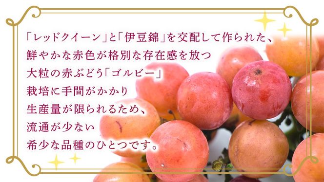 ＼ 選べる内容量 ／ゴルビー 約1.3kg(約2房) / 約2kg(約4房) / 約5kg(約8～12房)【2026年9月より発送開始】（茨城県共通返礼品 [ぶどう]：結城市産） ぶどう 赤ぶどう 高級 希少品種 大粒 甘い 果物 フルーツ 旬