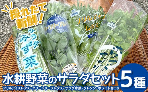 採れたて新鮮 水耕野菜のサラダセット 5種 フリルアイスレタス・グリーンリーフレタス・サラダ水菜・クレソン・ホワイトセロリ 野菜 新鮮 サラダ F4N-3097