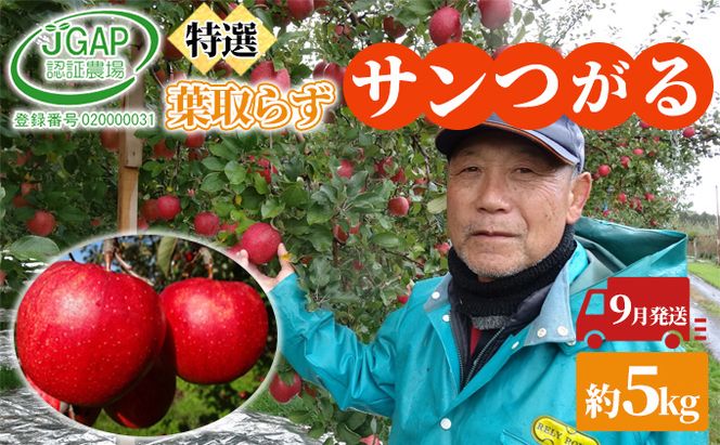 9月発送 贈答用 葉取らず サンつがる 約 5kg【 特選 】鶴翔りんごGAP部会 青森県産 津軽産 リンゴ 林檎 つがる 果物類 ギフト 