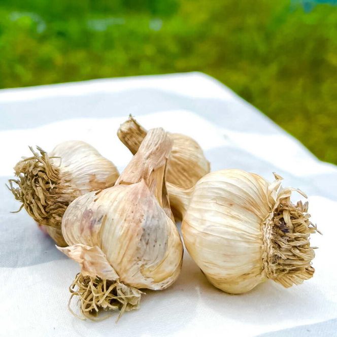 【訳あり】 平戸にんにく 約2kg 乾燥 ニンニク 平戸にんにく 訳アリ わけアリ 不揃い 型崩れ 自然乾燥 大量 大容量 常温 配送 数量限定 高知県産 高知県 土佐市【株式会社　植田ファーム】[BQAT007]