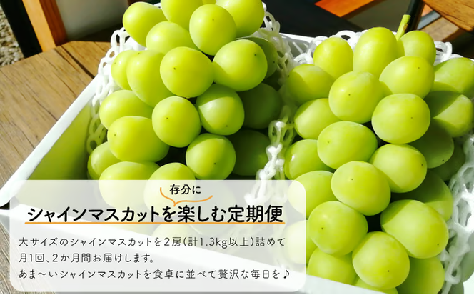 【2026年先行予約】岡山のシャインマスカットを楽しむ満足2回便！特大２房×２回/全便計2.6kg~ (定期便)(岡山県産)【KF-T044-03】