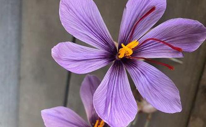 【Seto SAFFRON SYRUP】瀬戸サフランシロップ（130g） 加工食品 ビタミン ミネラル 