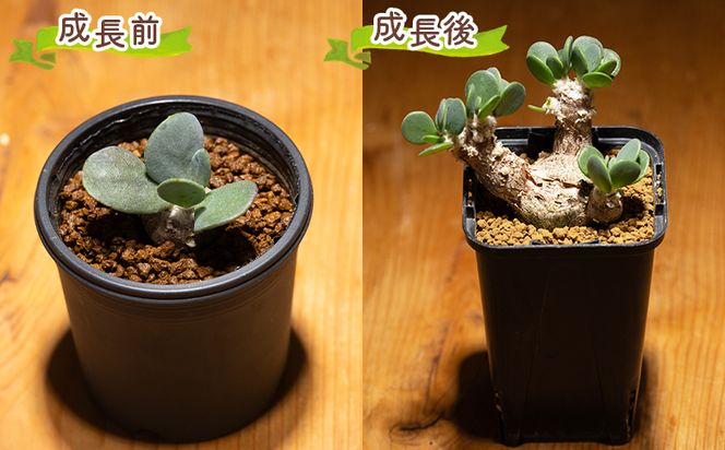 塊根植物 インターメディア オトンナ 植物 小型種 インテリア ナチュラル 自然 グリーン 観葉植物 おしゃれ 癒し かわいい 多肉植物 サキュレントフィールド Succulent field 高知県 香南市 常温 cc-0004