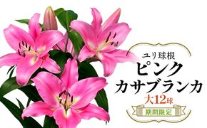 【期間限定】ユリ球根　大球ピンクカサブランカ12球　桃花品種 花 フラワー 園芸 ガーデニング 植物 高品質 送料無料
