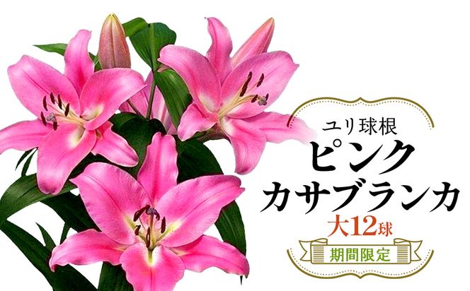 【期間限定】ユリ球根　大球ピンクカサブランカ12球　桃花品種 花 フラワー 園芸 ガーデニング 植物 高品質 送料無料