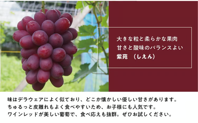 【2026年先行予約】特選品 紫苑 3～5房/計2.4kg～ (岡山県産) / ぶどう ブドウ 葡萄 先行予約 フルーツ 果物 真庭市 フルーツ王国 きよとう果樹園 【KF-B046-03】