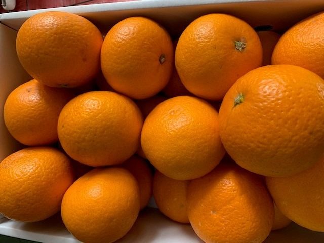 完熟清見オレンジ 赤秀品 5kg（М・L・2L/サイズ指定不可） CC27