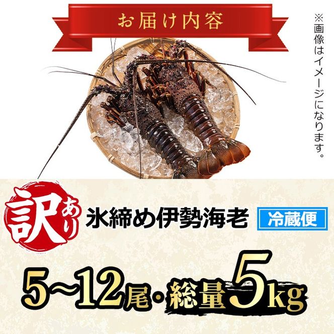 【1683212a】＜訳あり＞朝獲れ発送！鮮魚問屋が厳選した氷締め伊勢海老(5～12尾・総量5kg以上) 伊勢エビ 伊勢えび 刺身 さしみ えび 海老 魚介類 海鮮 刺身 塩焼き 訳あり 訳アリ 【江川商店】