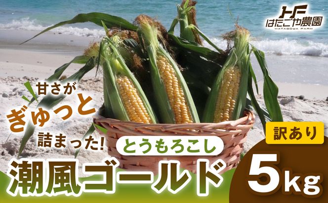［2027年発送 先行予約 夏の味覚］［おいしさそのまま］訳アリ 潮風ゴールド 5kg 1セット とうもろこし トウモロコシ ゴールドラッシュ 黄色 潮風ゴールド スイートコーン 茹でとうもろこし BBQ 焼き肉 白浜町 304018_ET05