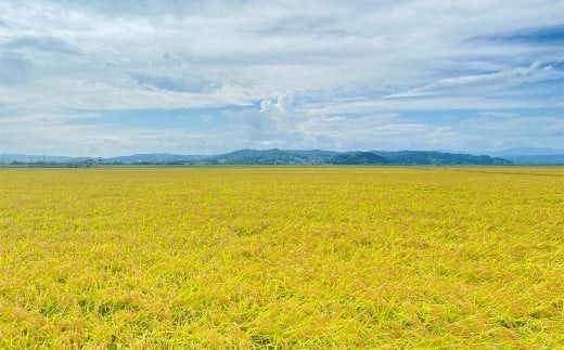 【令和6年産】平泉町産ひとめぼれ 玄米 30kg（10㎏×3袋） / お米 こめ 玄米 岩手ひとめぼれ 減農薬栽培 産地直送 令和6年産 予約受付中 健康志向 ご飯 ごはん おにぎり お弁当 ギフト プレゼント 贈答 引っ越し挨拶 お祝い お返し【com400-hito-g-30-3B】