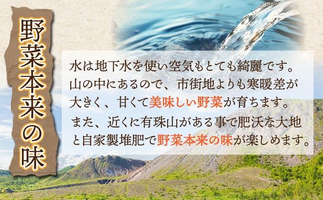 【 2026年 発送 】 先行予約 北海道 玉ねぎ かぼちゃセット 約20kg M-L混合 北はやて ダークホース タマネギ たまねぎ 玉葱 玉ネギ オニオン カボチャ 南瓜 伊達野菜 産地直送 サラダ 肉じゃが 煮物 木須農園 送料無料