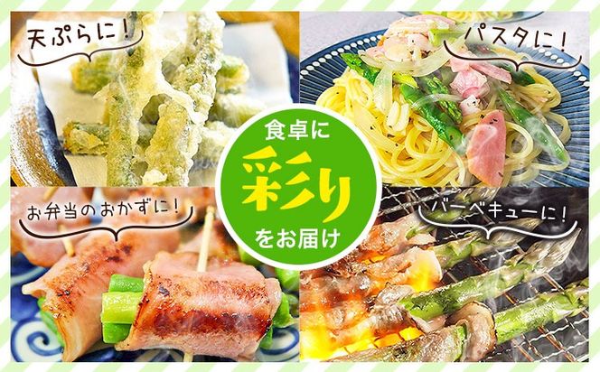 アスパラガス 約600g いっちゃんファーム《選べる出荷時期》熊本県 氷川町 氷川産 野菜 アスパラガス アスパラ---sh_cichnasp_24_p23_11000_600g---