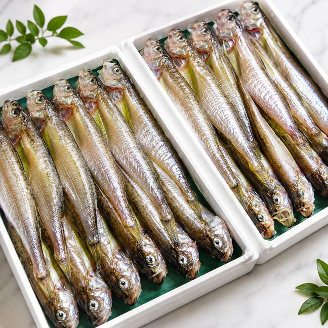 ハタハタ（大）干物 一夜干し 450g ×1箱 魚貝類  海鮮 干物 おつまみ 肴 ハタハタ 酒 myz02 myz11 myz17