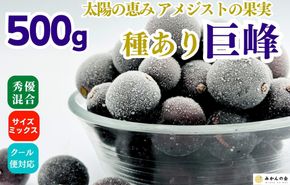 冷凍 種あり 巨峰 約500g 秀優混合 サイズミックス 和歌山県産 産地直送 ぶどう クール便  【みかんの会】AX397