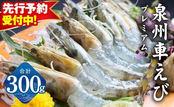 G2179 【先行予約】泉州車えび 300g【TVで紹介！ 生食可 海鮮 車海老 車エビ 海老 えび エビ 刺身 産地直送 急速冷凍 鮮度抜群】