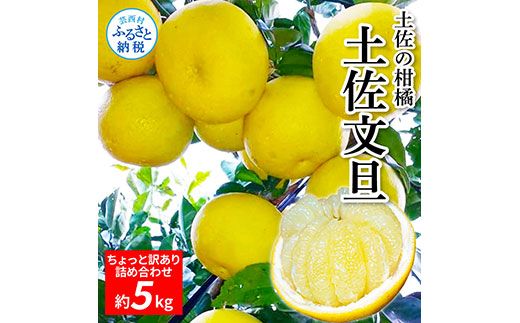 【CF-R7hbk】TKA043　先行予約 土佐の柑橘 土佐文旦 5kg 詰め合わせ ちょっと訳あり 文旦 5キロ ぶんたん ブンタン 柑橘 高知県 高知 返礼品 故郷納税 12000円 果物 くだもの フルーツ お取り寄せ 美味しい おいしい ご家庭用 ご自宅用 規格外サイズ 傷 訳あり