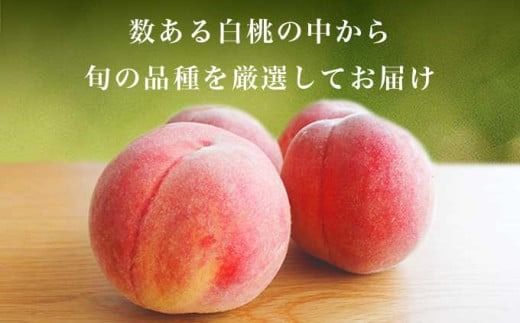 旬の白桃 約900g 約2kg 約3kg 選べる内容量 ［小布施屋］ 長野県産 白桃 もも モモ フルーツ 果物 期間限定 数量限定 長野県産 信州産 クール便 冷蔵便 たまき なつき あかつき 川中島白鳳 川中島白桃など 先行予約 2025 令和7年産 【2025年7月上旬～9月中旬発送】