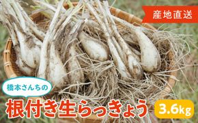 橋本さんちの根付き生らっきょう 3.6kg 312011_BL004