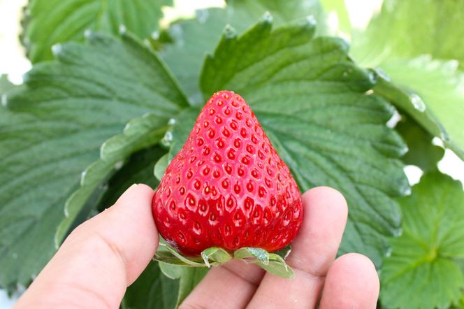 【完熟クラフト苺BERRY】有名シェフ御用達【樹上完熟紅ほっぺ】約500g（出荷2026年12月上旬～2027年5月下旬）【yuji0005】