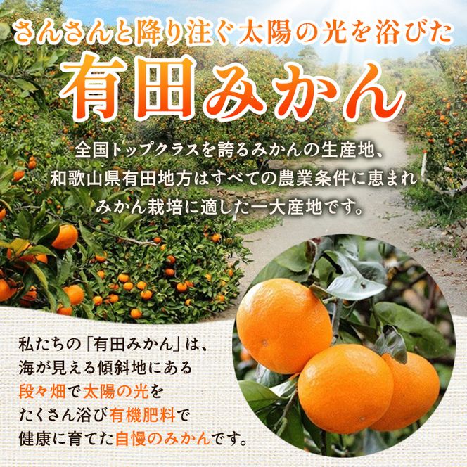〈定期便〉【10・11・12月 全3回】家庭用 有田みかん定期便 10kg+250g（傷み補償分）※北海道・沖縄・離島への配送不可