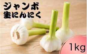 令和８年度産 秘境の地からお届けする あゆみファームのご家庭用新ジャンボ生にんにく １kg【6月中旬～７月上旬から順次発送】/ にんにく ニンニク ジャンボにんにく 予約受付 ガーリック 和歌山【aym018】