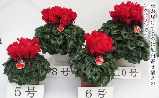 シクラメン 紅白寄せ植え6号鉢 ますだ農園 花 植物 フラワー F4N-2859