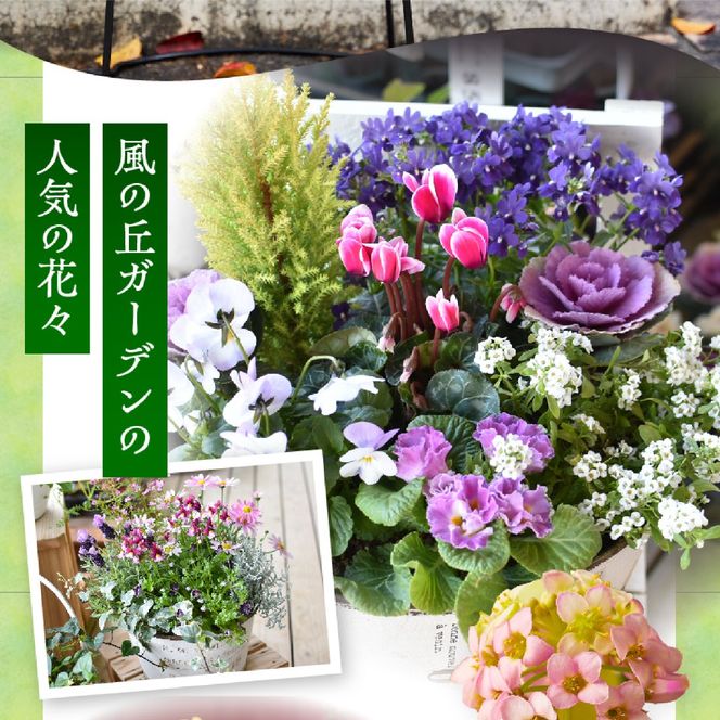 【10月頃から発送・お手軽ガーデニング】季節の寄せ植え（風の丘ガーデン） ギフト寄せ植え 贈答用寄せ植え 母の日 誕生日 記念