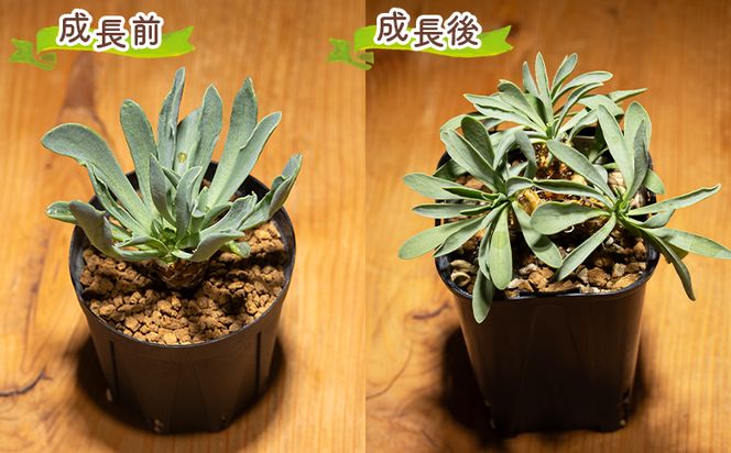 塊根植物 レピドカウリス オトンナ -植物 鱗模様 強健種 オトンナ属 育てやすい インテリア ナチュラル 自然 グリーン 観葉植物 おしゃれ 癒し かわいい 多肉植物 サキュレントフィールド Succulent field 高知県 香南市 常温 cc-0005