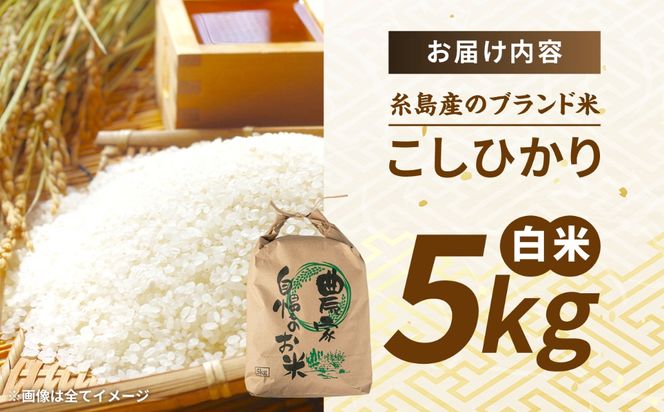 【令和8年産】 こしひかり 白米 5kg 糸島市産 糸島市 / 糸島の恵み コメ こめ ご飯[AGR021]